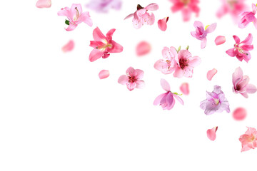 Beautiful flowers and petals flying against white background
