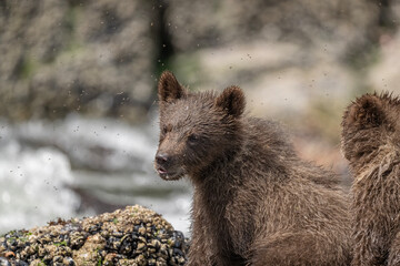 Obraz premium Brown Bear Cub