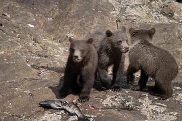 Brown Bear Cubs © Betty Sederquist
