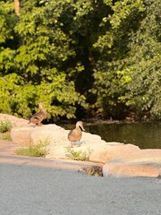 squirrel in the park