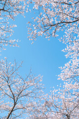 桜　青空