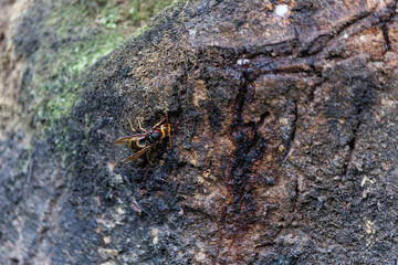 樹液に集まるキイロスズメバチ