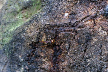 樹液に集まるキイロスズメバチ