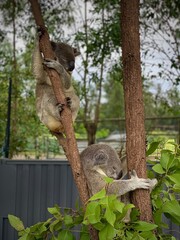 Koalas Climbing and Resting on Tree Trunks – Australian Wildlife 