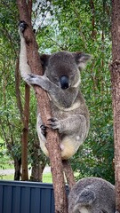 Koalas Climbing and Resting on Tree Trunks – Australian Wildlife 