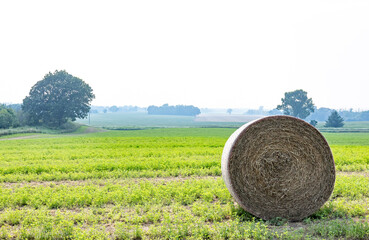 One round bale of hay in a field with hazy weather.