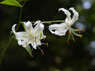 美しい白花のカノコユリが咲く