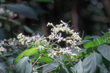 森に咲く白いクサギの花