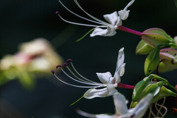 森に咲く白いクサギの花
