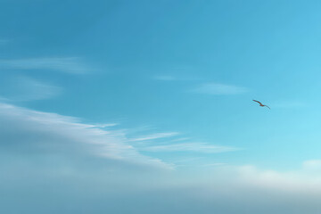 Fototapeta premium seagull in the sky