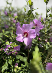 Summer bush of blooming garden pink hibiscus.