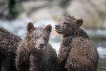 Brown Bear Cubs