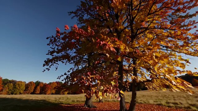 Lonely maple tree stands wide meadow autumn leaves blow away camera slowly dollies inward photo real K animation symbolises change solitude natural beauty poetic story