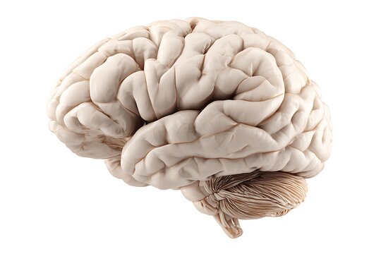 Lateral view of the human brain showing the grooves and forebrain.