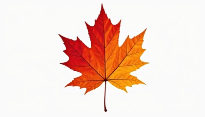 Fototapeta premium Vibrant Autumn Maple Leaf Displaying Shades of Orange and Red Against a Clean White Background
