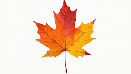 Obraz premium Vibrant Autumn Maple Leaf in Shades of Red and Yellow Isolated on White Background