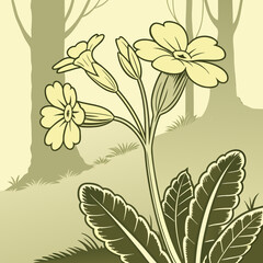 Yellow primrose flower silhouette in a forest setting isolated on white background