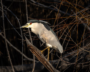 garza bruja , pureza , espiritual , paciencia y buena suerte , creacion y el renacimiento , nycticorax , 