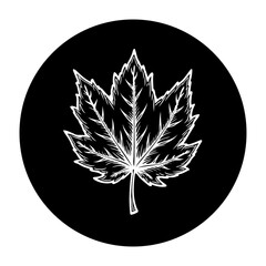A captivating vector graphic of a maple leaf emblem showcases intricate details against black backdrop minimal