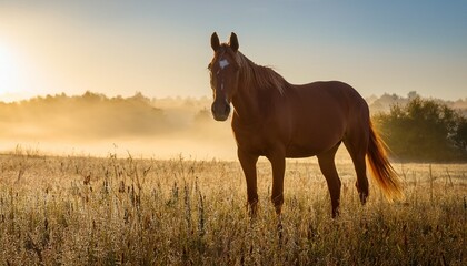 Fototapeta premium majestic brown horse stands proud in misty pasture during early morning light