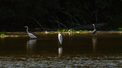 The Great Blue Heron and Great Egret are staying in the same water for prey