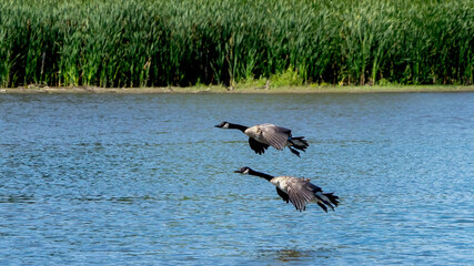 Canada Geese are landing on the calm water