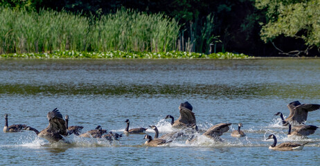 Canada Geese are landing on the calm water