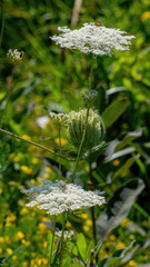 Blooming wild carrot in the wild
