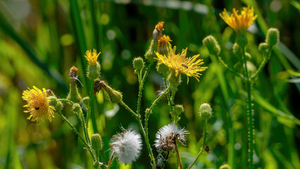 Blossoming perennial Moist Sowthistle in the wild