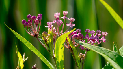 Blossoming Swamp Milkweed (Asclepias Incarnata)
