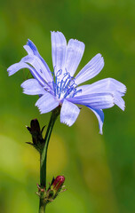 Blossoming Blue Chicory (Cichorium Intybus)