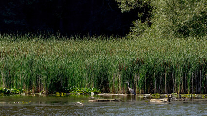 A Great Blue Heron standing in the water for prey