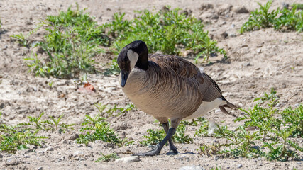 Canada Goose wandering on the grassland