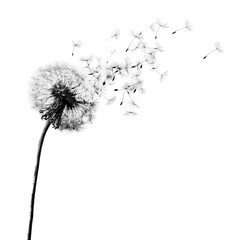 A dandelion seedhead in monochrome, blown by the wind