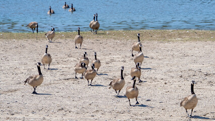 Canada Goose wandering on the grassland