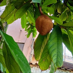exotic fruit on the tree