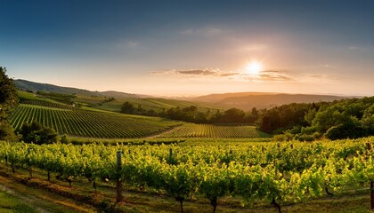 Fototapeta premium serene vineyard landscape at sunset with lush green rows of grapevines and majestic mountains in the background