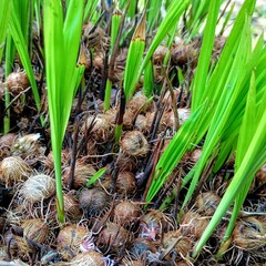 young green açaí 