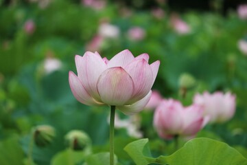 蓮の花　夏の日