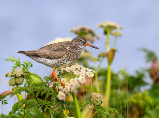 Common Redshank Perched on Wildflowers in Coastal Meadow