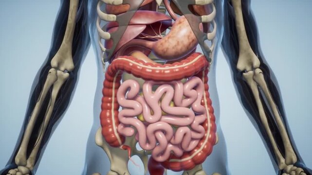 Detailed 3D anatomical model of the human digestive system with medical illustration.
