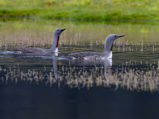 Two Red-Throated Loons Swimming in Tranquil Wetland Habitat