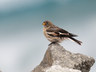 Female Snow Bunting Perched on Rock in Arctic Habitat