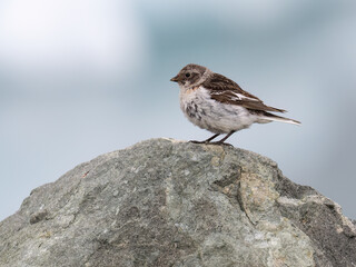 Male Snow Bunting Perched on Rock in Arctic Habitat
