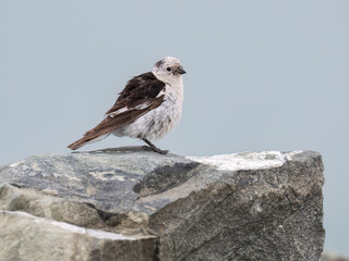 Male Snow Bunting Perched on Rock in Arctic Habitat
