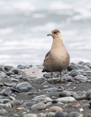 Parasitic Jaeger Standing on Pebble Beach Shoreline