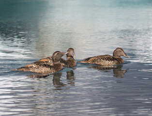Female Common Eiders Swimming in Tranquil Waters

