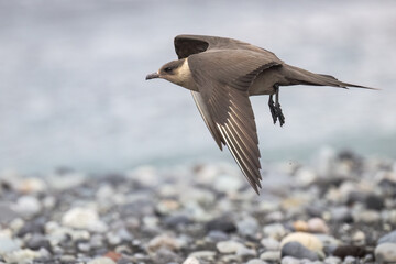 Arctic Skua in Flight Over Pebble Beach Habitat