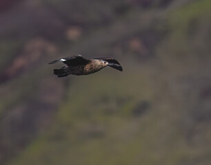 Great Skua in Flight Over Coastal Cliffs