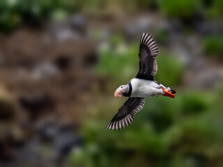 Atlantic Puffin in Flight Over Coastal Cliffs

